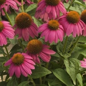 PowWow Wild Berry Coneflower